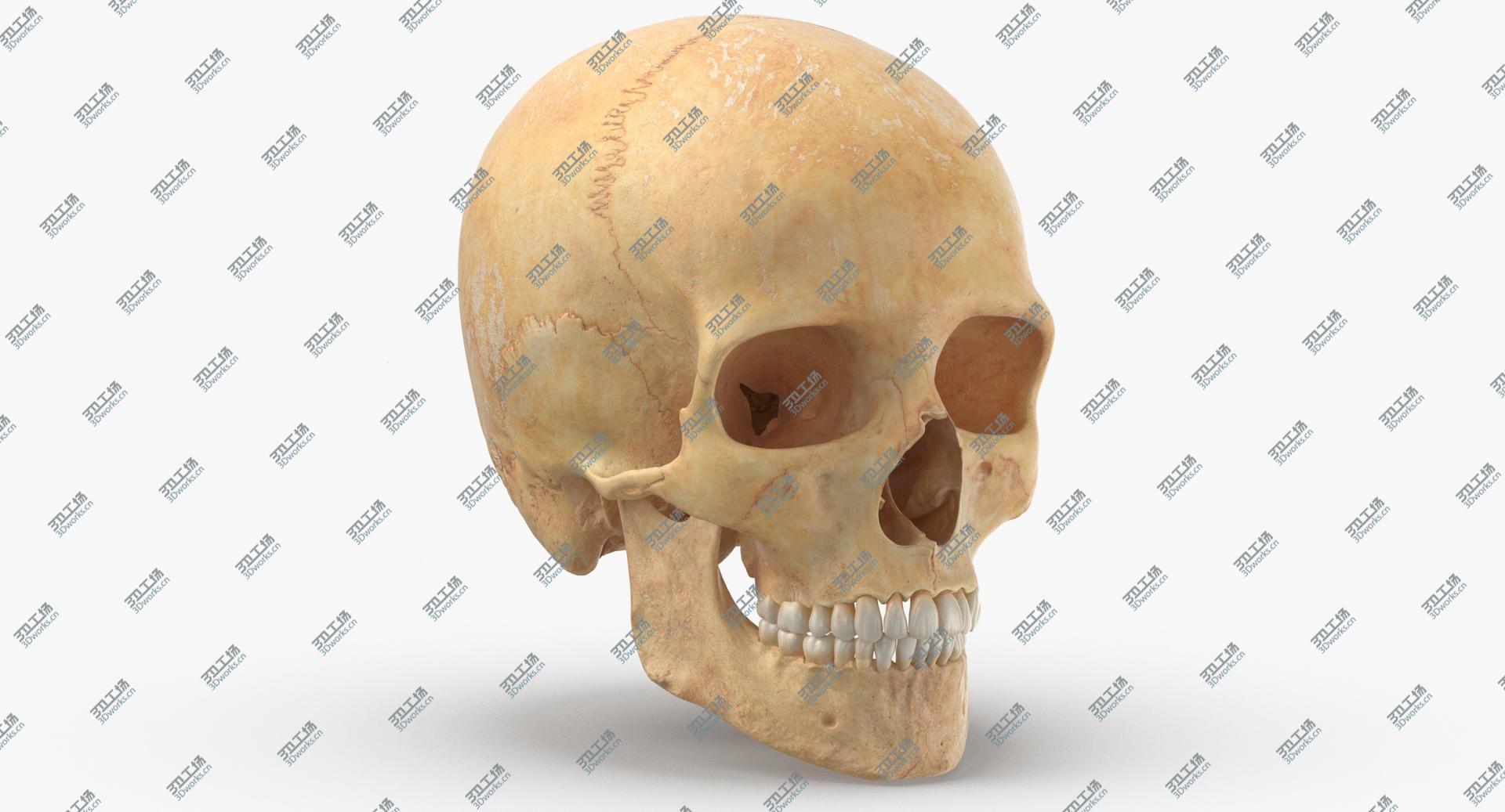 images/goods_img/202105073/3D model Real Human Male Skull Cranial 01 With Teeth/2.jpg